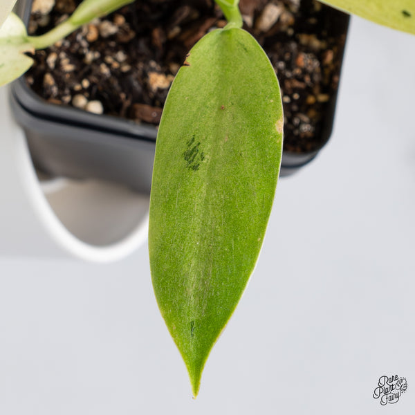 Philodendron 'Whipple Way' (wk36-A)