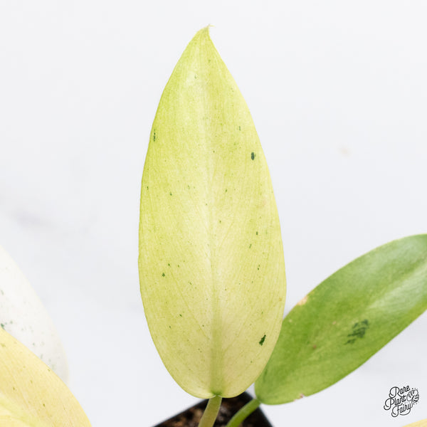Philodendron 'Whipple Way' (wk36-A)