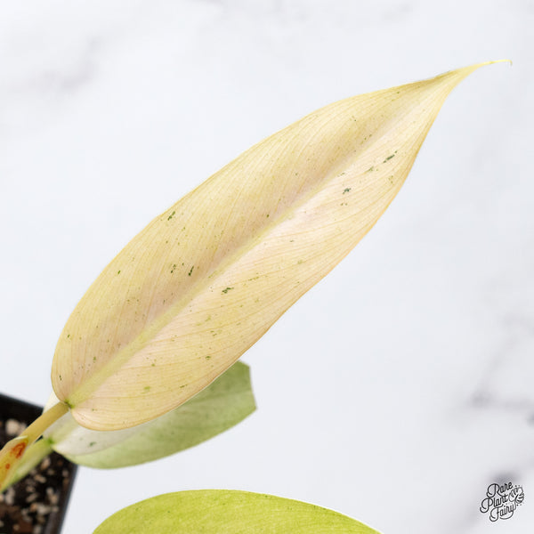 Philodendron 'Whipple Way' (wk36-A)