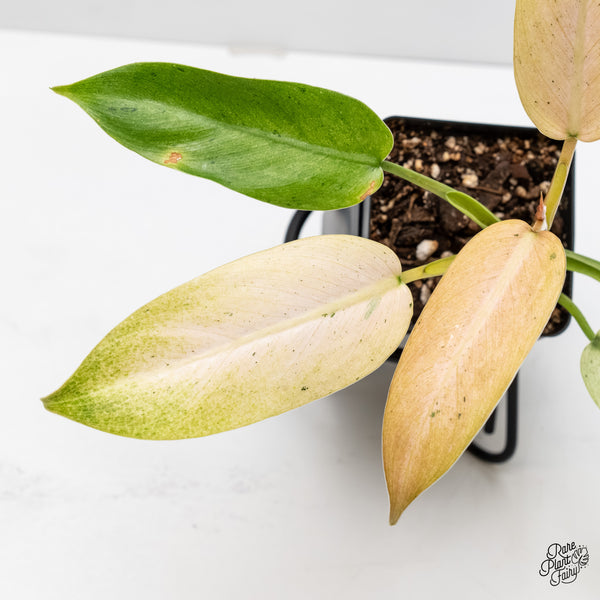 Philodendron 'Whipple Way' (wk5-C)