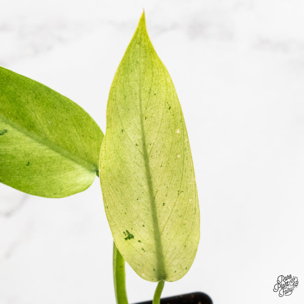 Philodendron 'Whipple Way' (wk5-C)