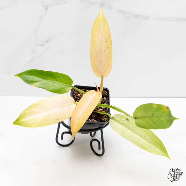 Philodendron 'Whipple Way' (wk5-C)