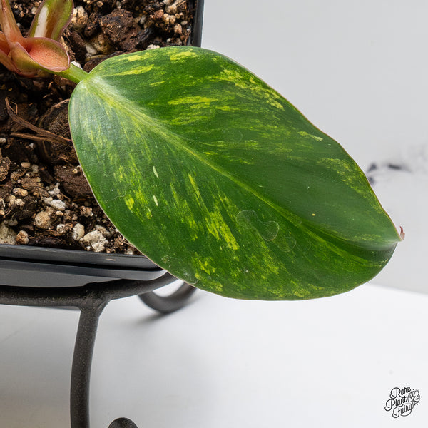 Philodendron Erubescens 'White Knight Aurea' (wk51-D)