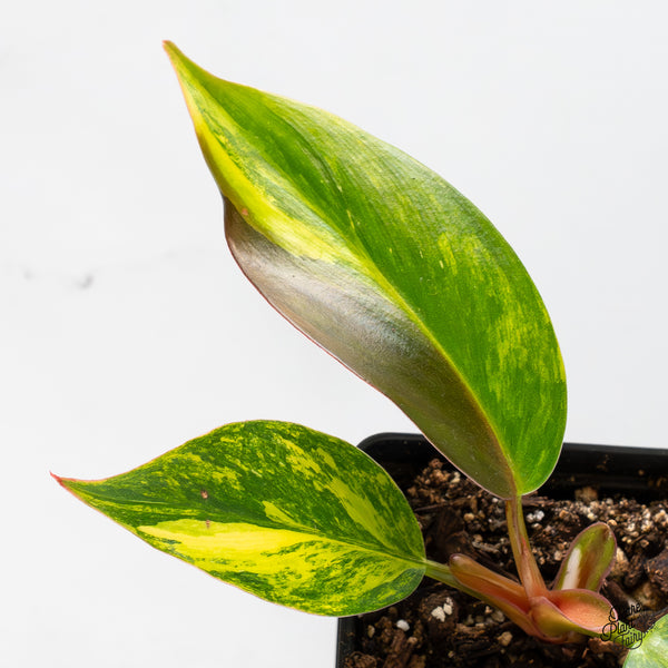 Philodendron Erubescens 'White Knight Aurea' (wk51-D)