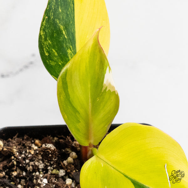 Philodendron Erubescens 'White Knight Aurea' (wk5-UH)