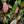 Philodendron ‘Fairy’s Princess’ (White Princess with Pink Variegation)