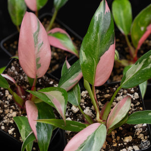 Philodendron ‘Fairy’s Princess’ (White Princess with Pink Variegation)
