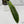 Philodendron Atabapoense Variegated (wk34-M)