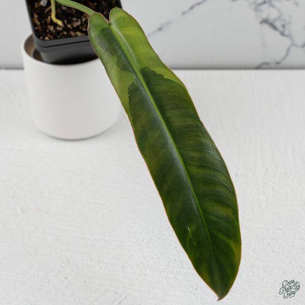 Philodendron Atabapoense Variegated (wk34-M)