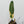 Philodendron Atabapoense Variegated (wk34-M)