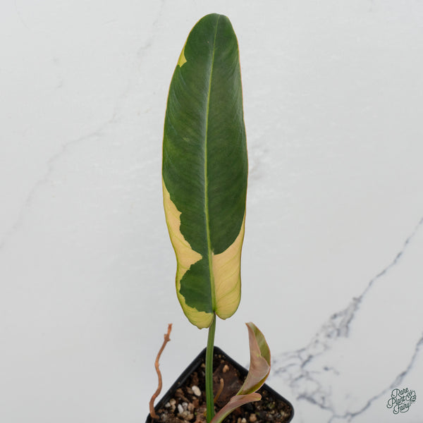 Philodendron Atabapoense Variegated (wk34-M)