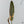 Philodendron Atabapoense Variegated (wk34-M)