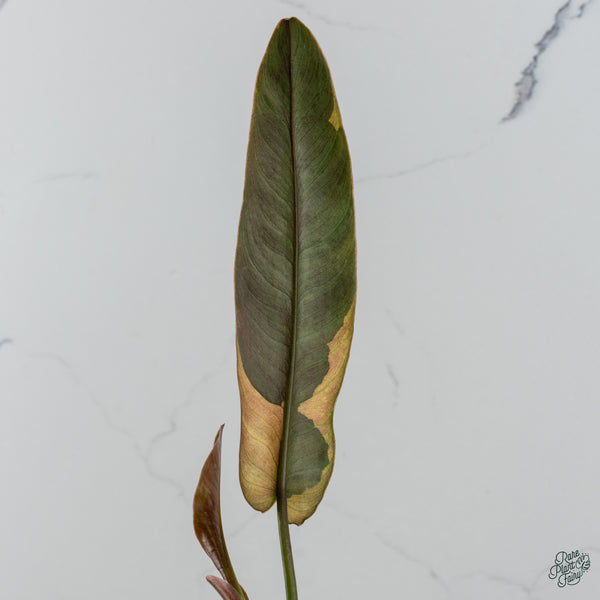 Philodendron Atabapoense Variegated (wk34-M)