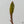 Philodendron Atabapoense Variegated (wk34-M)