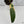 Philodendron Atabapoense Variegated (wk34-M)