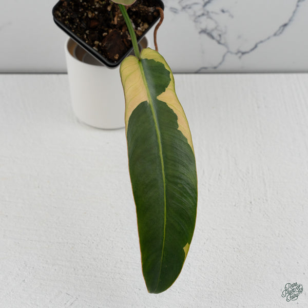 Philodendron Atabapoense Variegated (wk34-M)