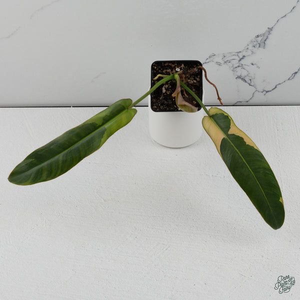 Philodendron Atabapoense Variegated (wk34-M)