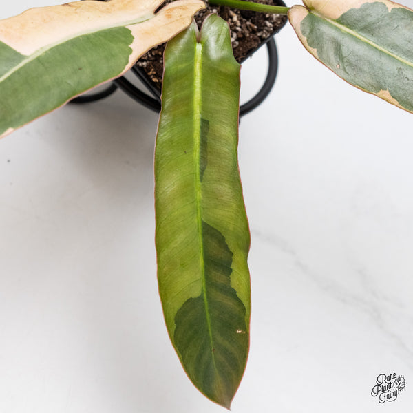 Philodendron Atabapoense Variegated (wk50-H)
