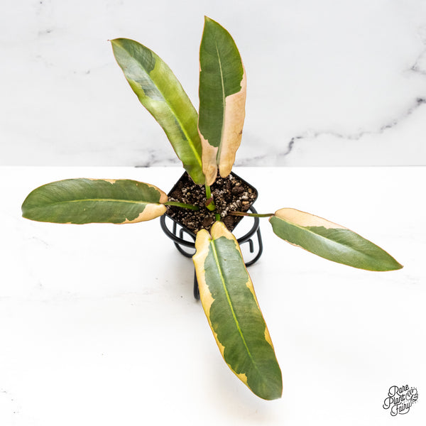 Philodendron Atabapoense Variegated (wk50-H)