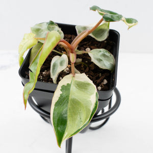 Philodendron 'Billietiae' albo variegated (wk35-U122)