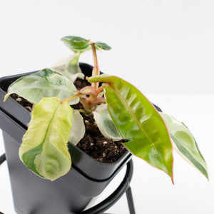 Philodendron 'Billietiae' albo variegated (wk35-U122)