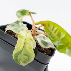 Philodendron 'Billietiae' albo variegated (wk35-U122)