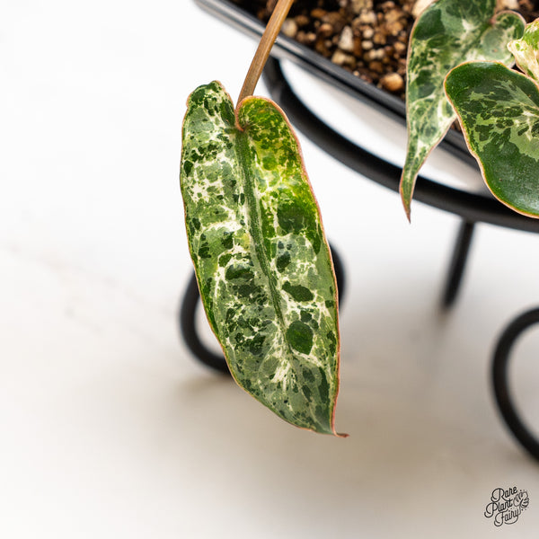 Philodendron 'Billietiae' Albo Variegated (wk46-H)