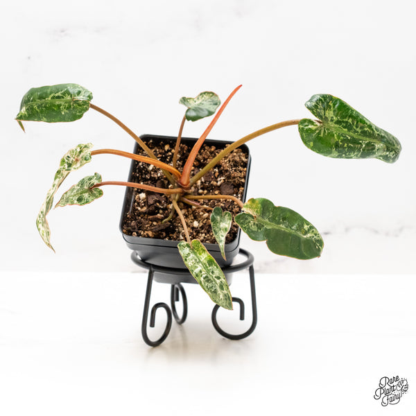 Philodendron 'Billietiae' Albo Variegated (wk46-H)