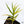 Philodendron 'Tortum' Variegated (wk37-K)