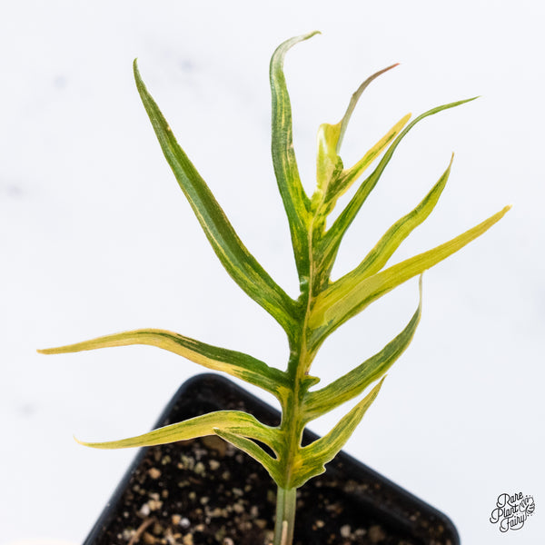 Philodendron 'Tortum' Variegated (wk37-K)