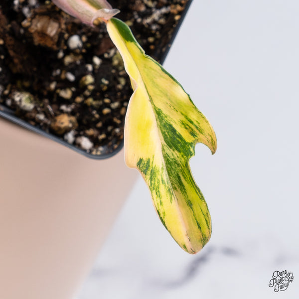 Philodendron 'Tortum' Variegated (wk37-K)