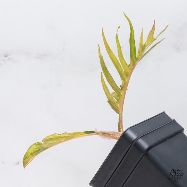 Philodendron 'Tortum' Variegated (wk37-K)