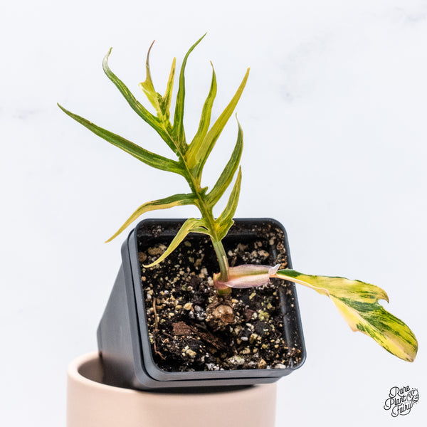 Philodendron 'Tortum' Variegated (wk37-K)