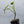 Philodendron Bipennifolium Variegated 'Violin' (aka Horse Head Philo) (wk34-F)