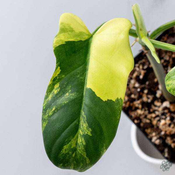 Philodendron Bipennifolium Variegated 'Violin' (aka Horse Head Philo) (wk34-F)