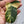 Philodendron Bipennifolium Variegated 'Violin' (aka Horse Head Philo) (wk34-F)