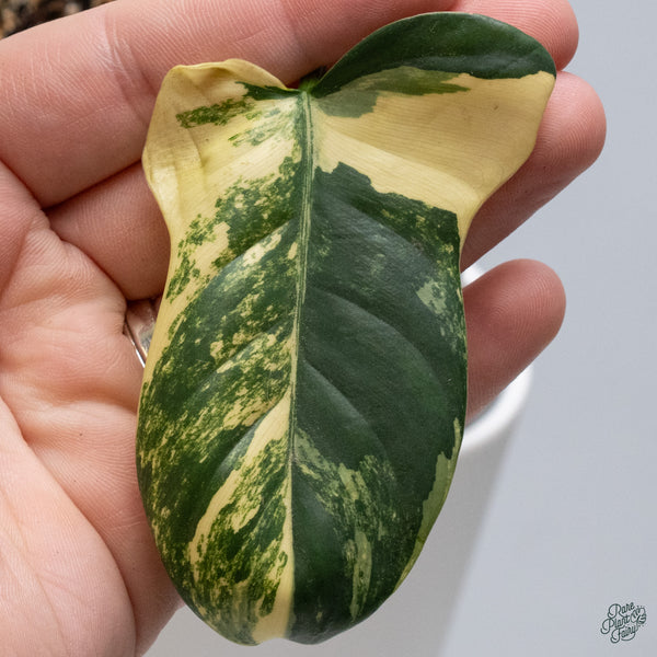 Philodendron Bipennifolium Variegated 'Violin' (aka Horse Head Philo) (wk34-F)
