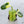 Philodendron Bipennifolium Variegated 'Violin' (aka Horse Head Philo) (wk34-F)