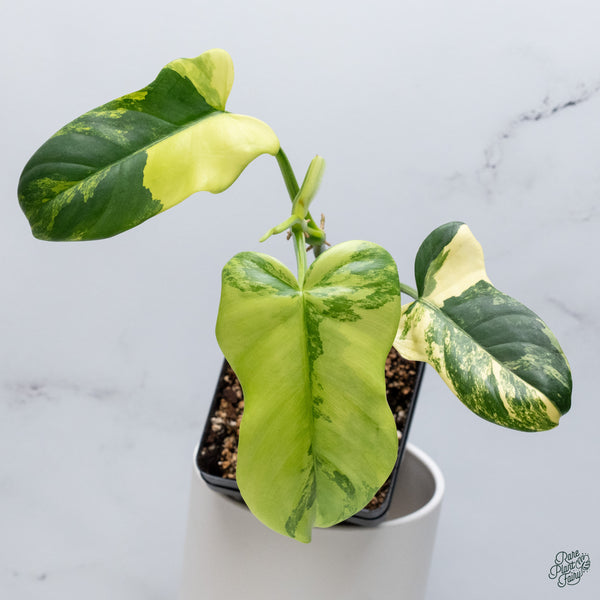 Philodendron Bipennifolium Variegated 'Violin' (aka Horse Head Philo) (wk34-F)
