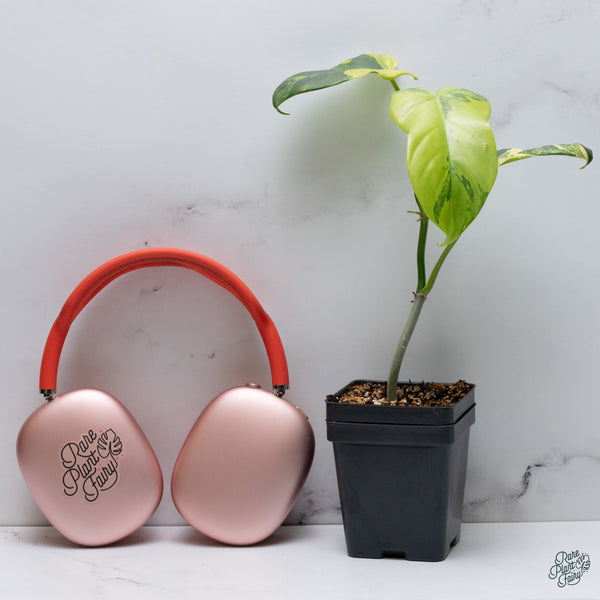 Philodendron Bipennifolium Variegated 'Violin' (aka Horse Head Philo) (wk34-F)