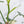 Philodendron Bipennifolium Variegated 'Violin' (aka Horse Head Philo) (wk37-B)