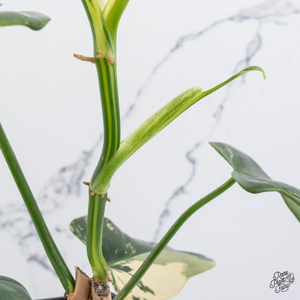 Philodendron Bipennifolium Variegated 'Violin' (aka Horse Head Philo) (wk37-B)