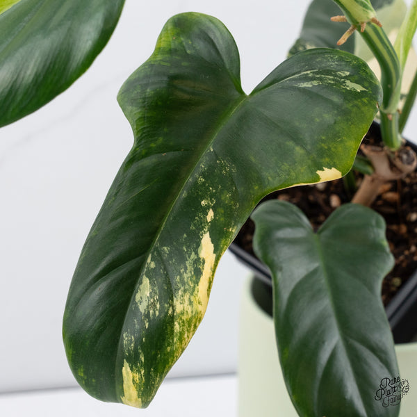 Philodendron Bipennifolium Variegated 'Violin' (aka Horse Head Philo) (wk37-B)