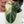 Philodendron Bipennifolium Variegated 'Violin' (aka Horse Head Philo) (wk37-B)