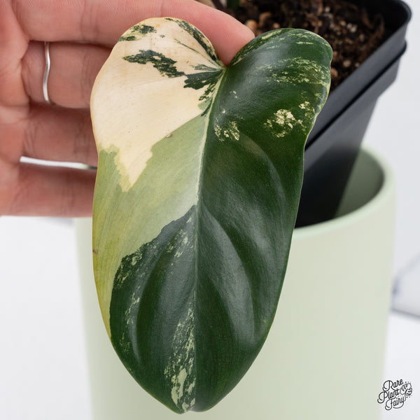 Philodendron Bipennifolium Variegated 'Violin' (aka Horse Head Philo) (wk37-B)