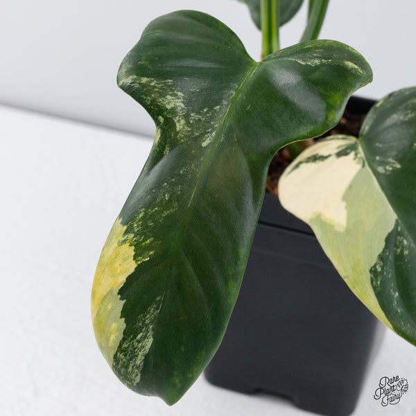 Philodendron Bipennifolium Variegated 'Violin' (aka Horse Head Philo) (wk37-B)