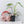 Philodendron Bipennifolium Variegated 'Violin' (aka Horse Head Philo) (wk37-B)
