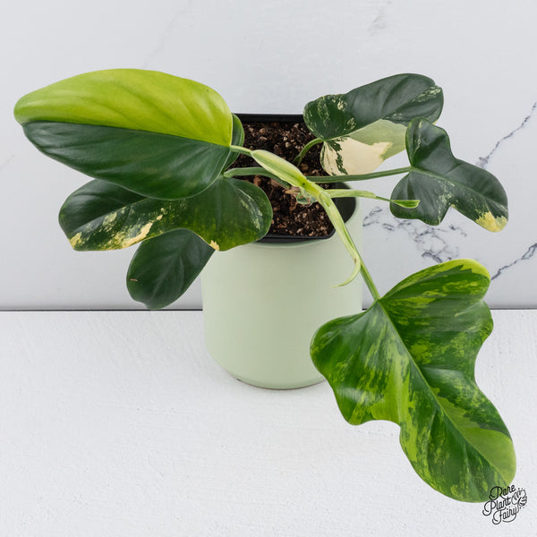 Philodendron Bipennifolium Variegated 'Violin' (aka Horse Head Philo) (wk37-B)
