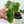 Philodendron Bipennifolium Variegated 'Violin' (aka Horse Head Philo) (wk37-B)