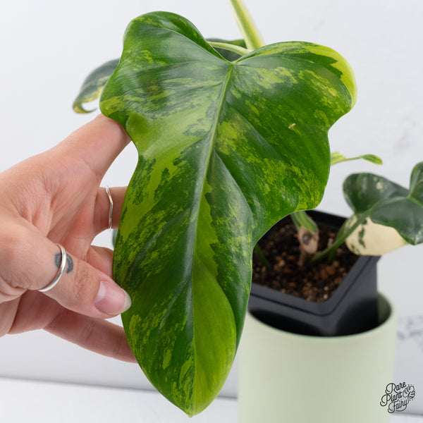 Philodendron Bipennifolium Variegated 'Violin' (aka Horse Head Philo) (wk37-B)